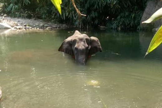 Kerala elephant